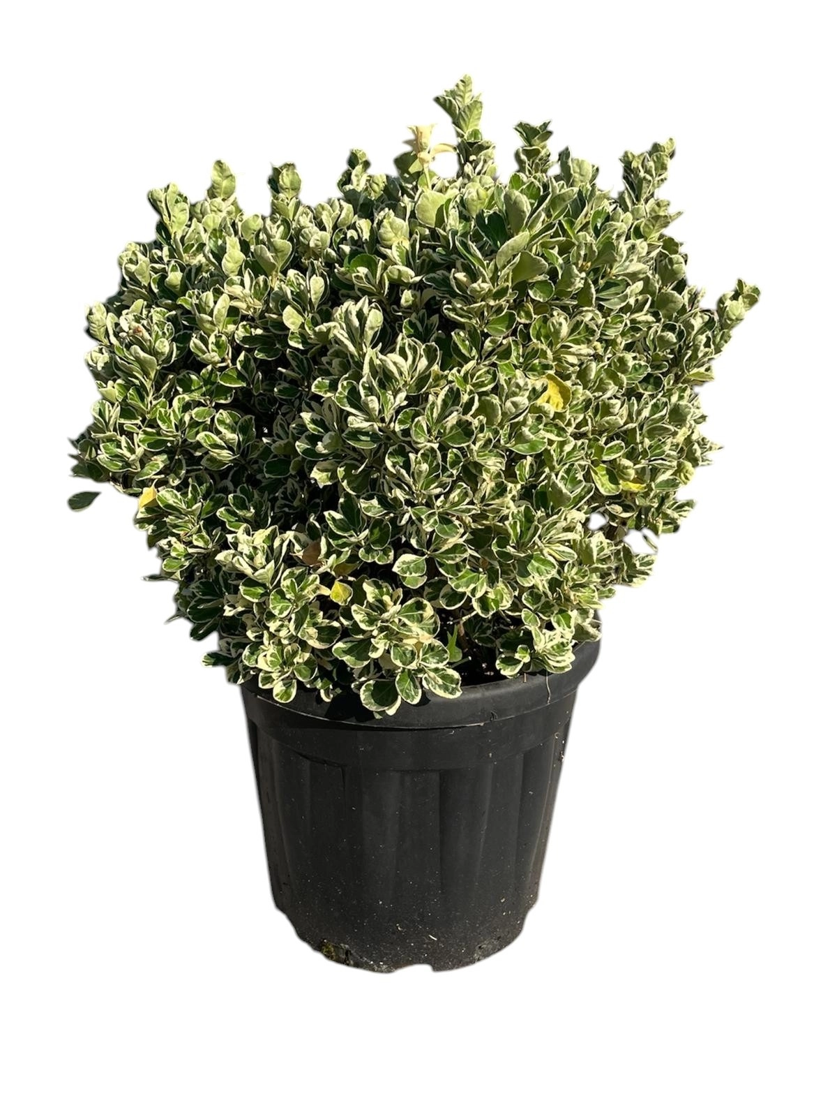 Euonymus Japonicus ‘Bravo ‘ BALL