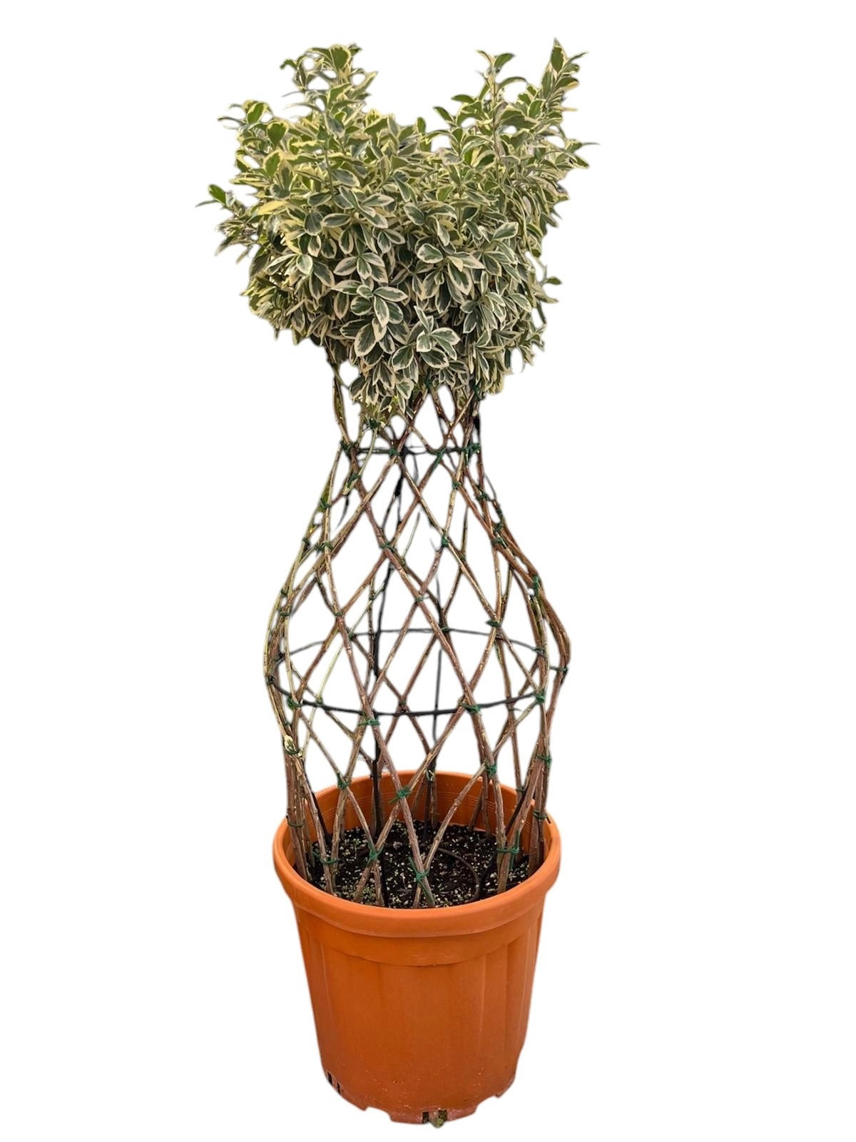 Euonymus Japonicus “Bravo” Vazo