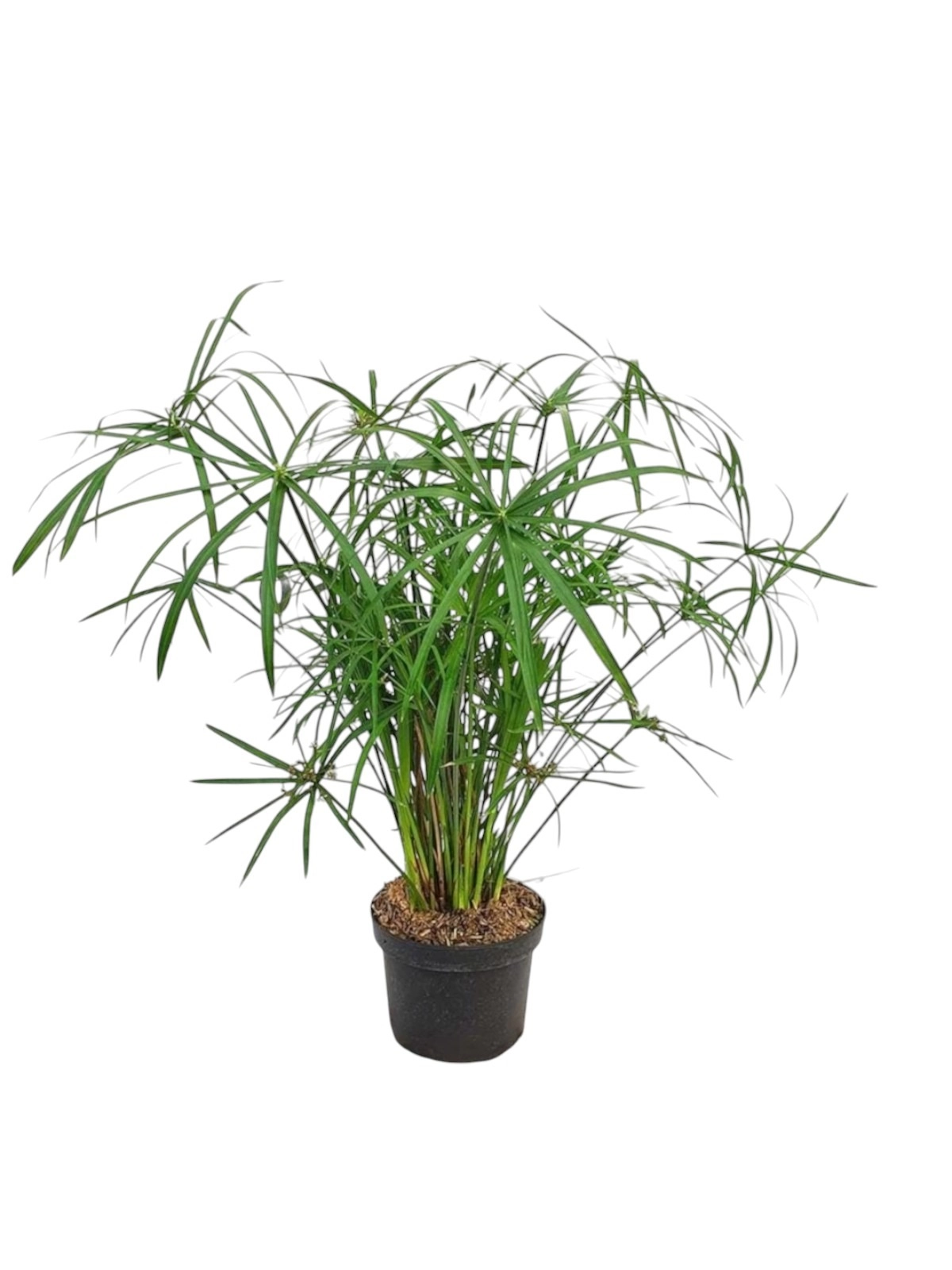 Cyperus Papyrus
