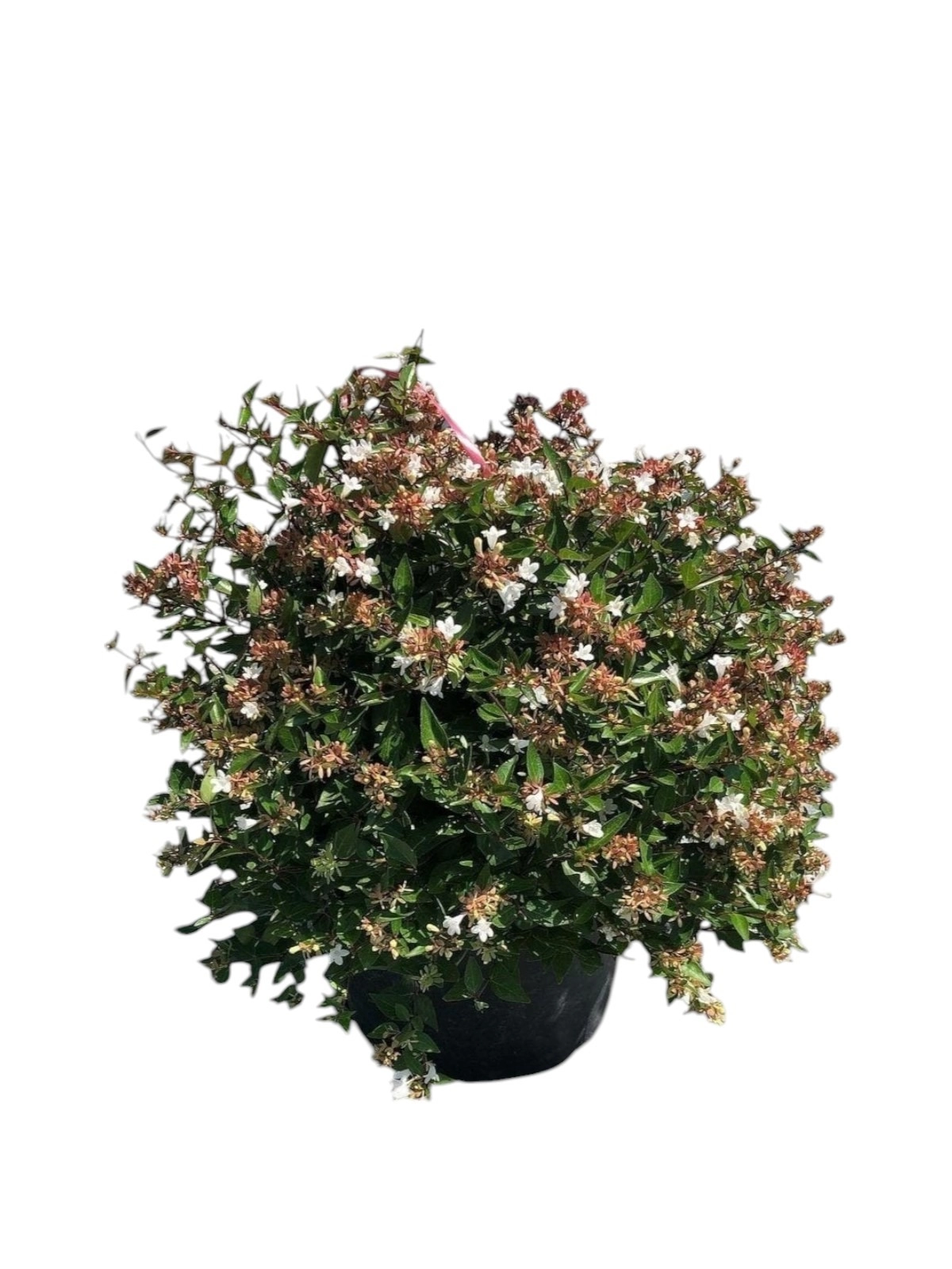 Abelia Grandiflora