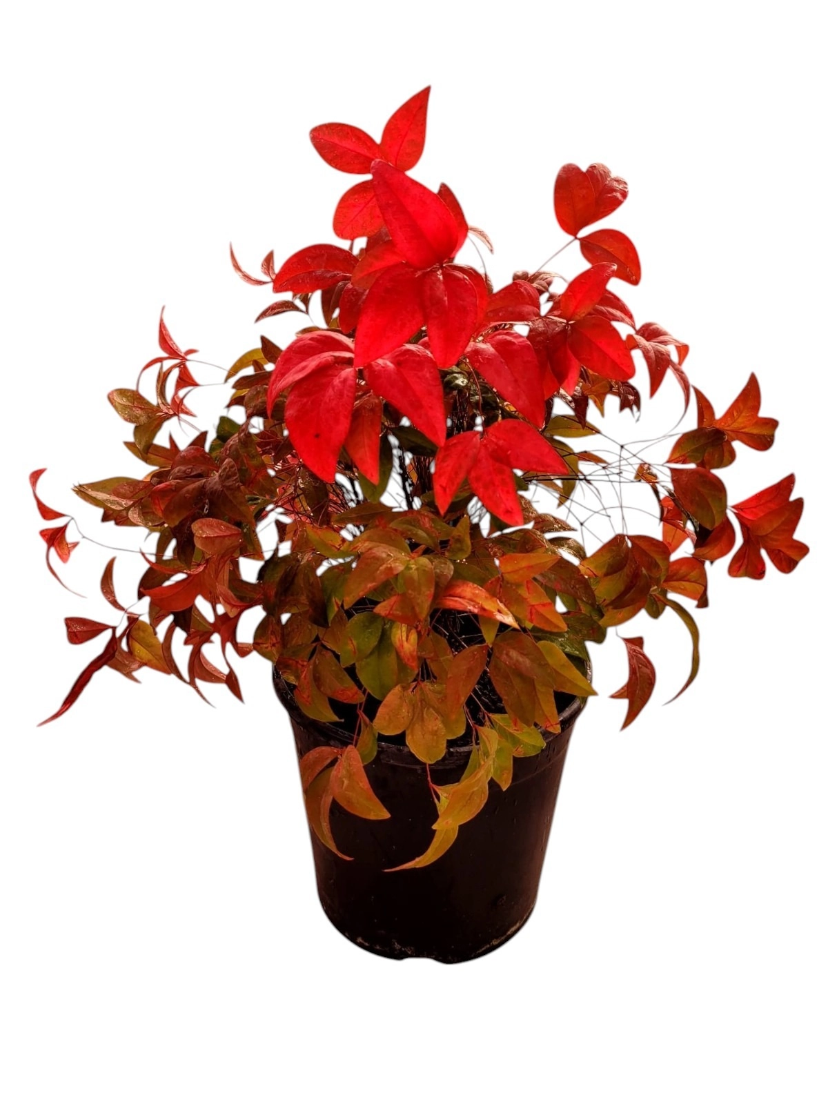 Nandina Domestica Nana