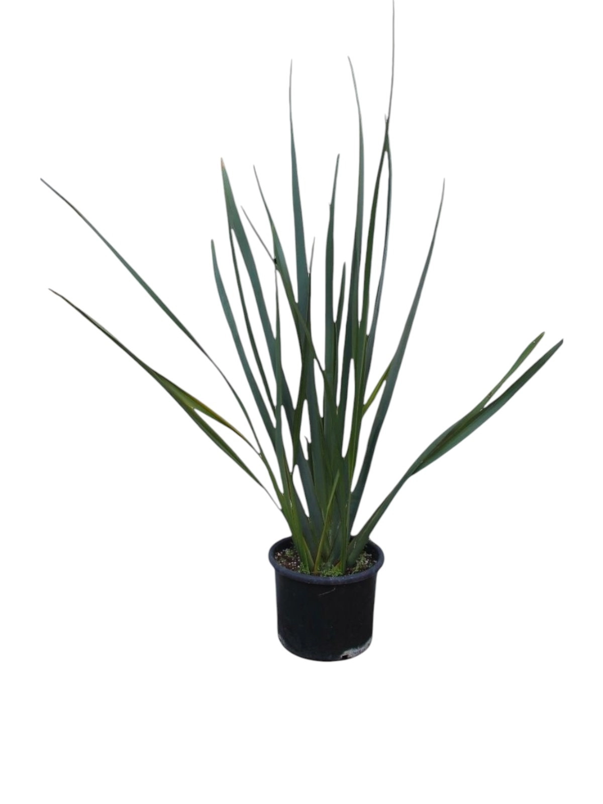 Phormium Tenax Green