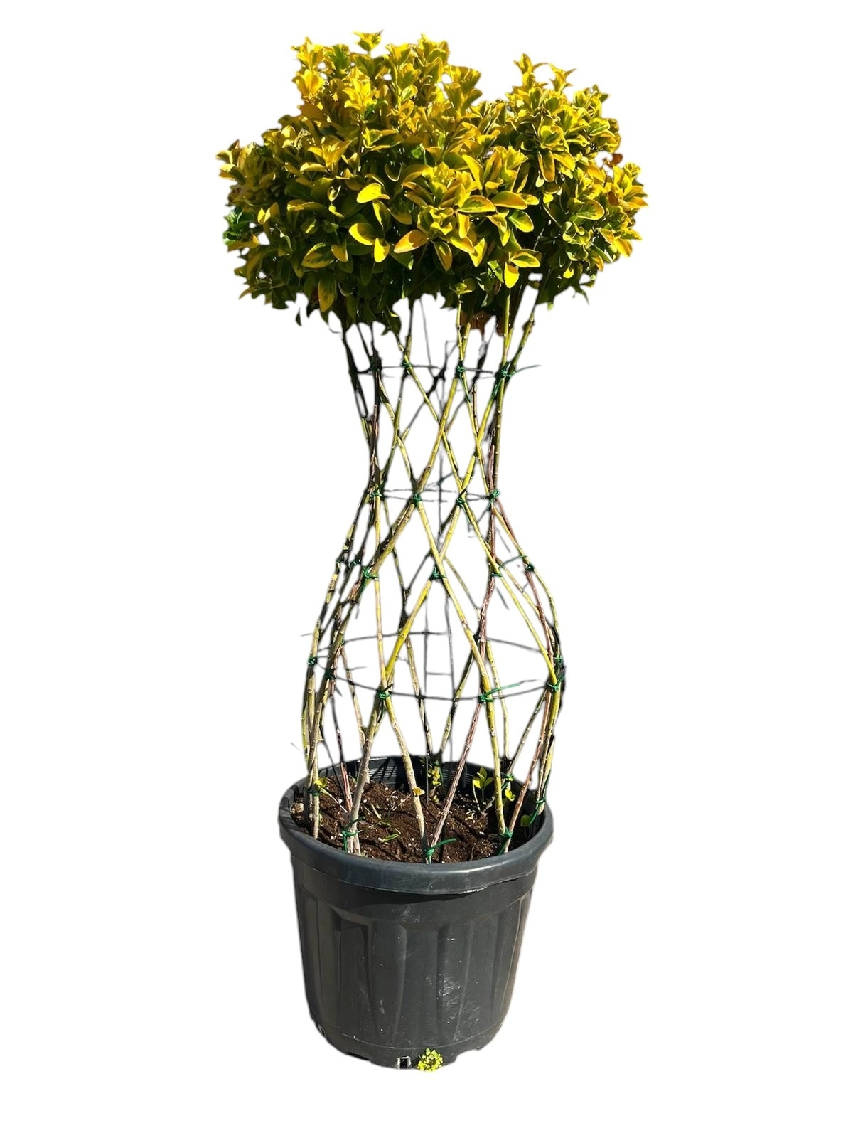 Euonymus Japonicus ‘Aurea’ VAZO