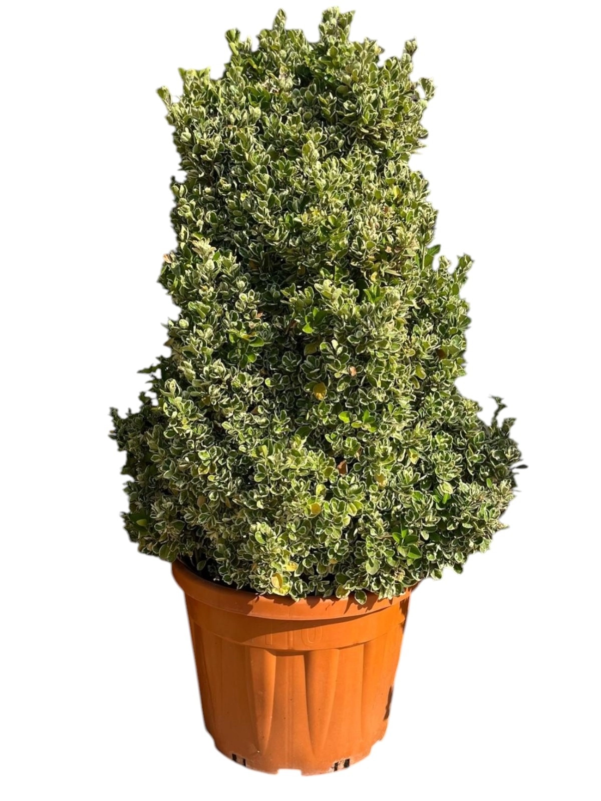 Euonymus Japonicus Kathy ‘Bravo‘