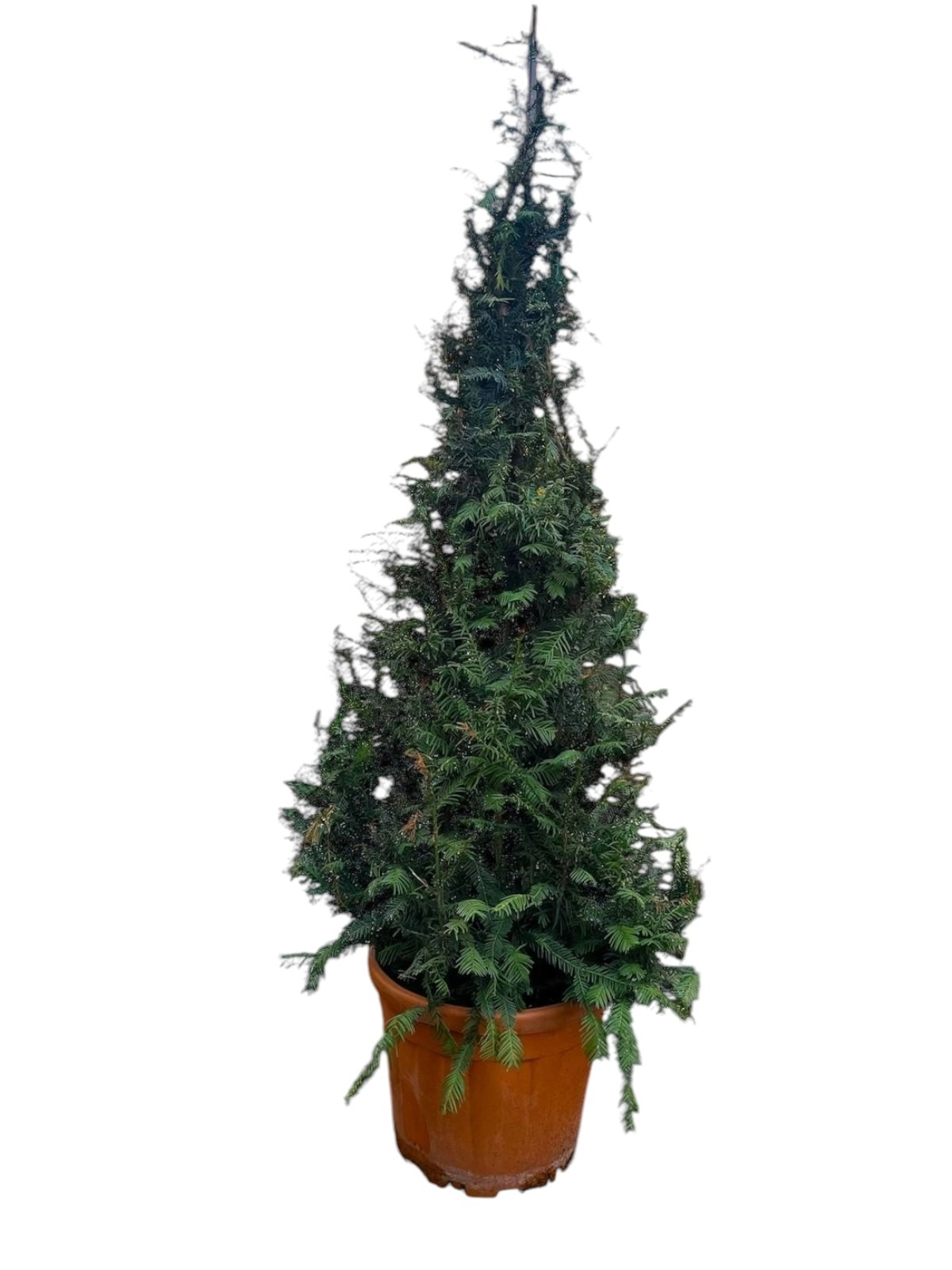 Taxus Bacata