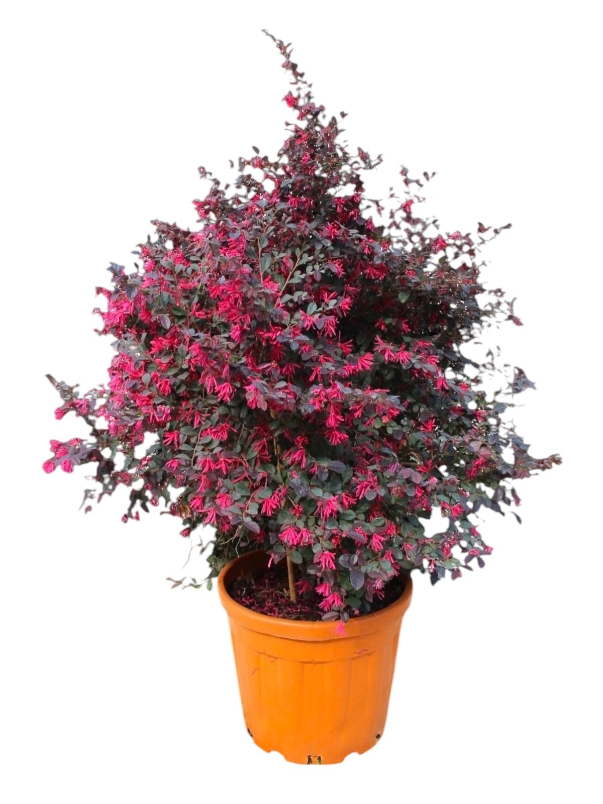 Loropetalum Chinense “Black Pearl” Ball