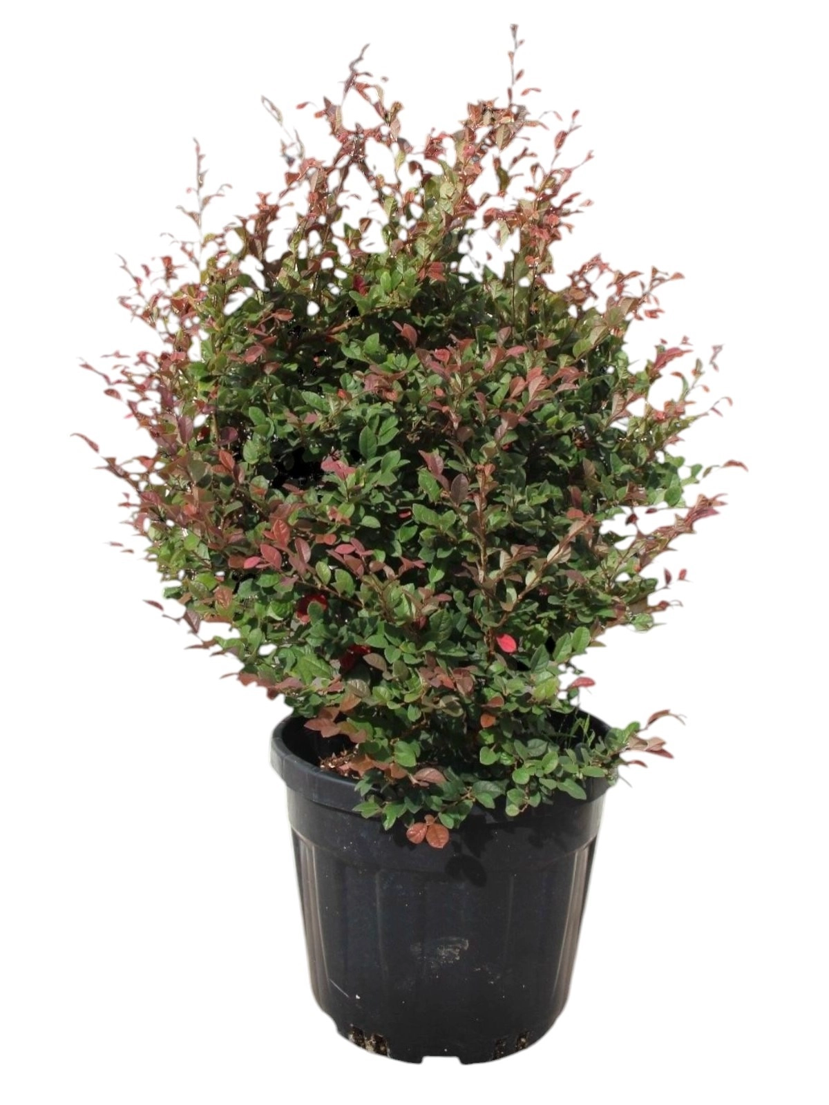 Photinia Fraseri Little Red Robin