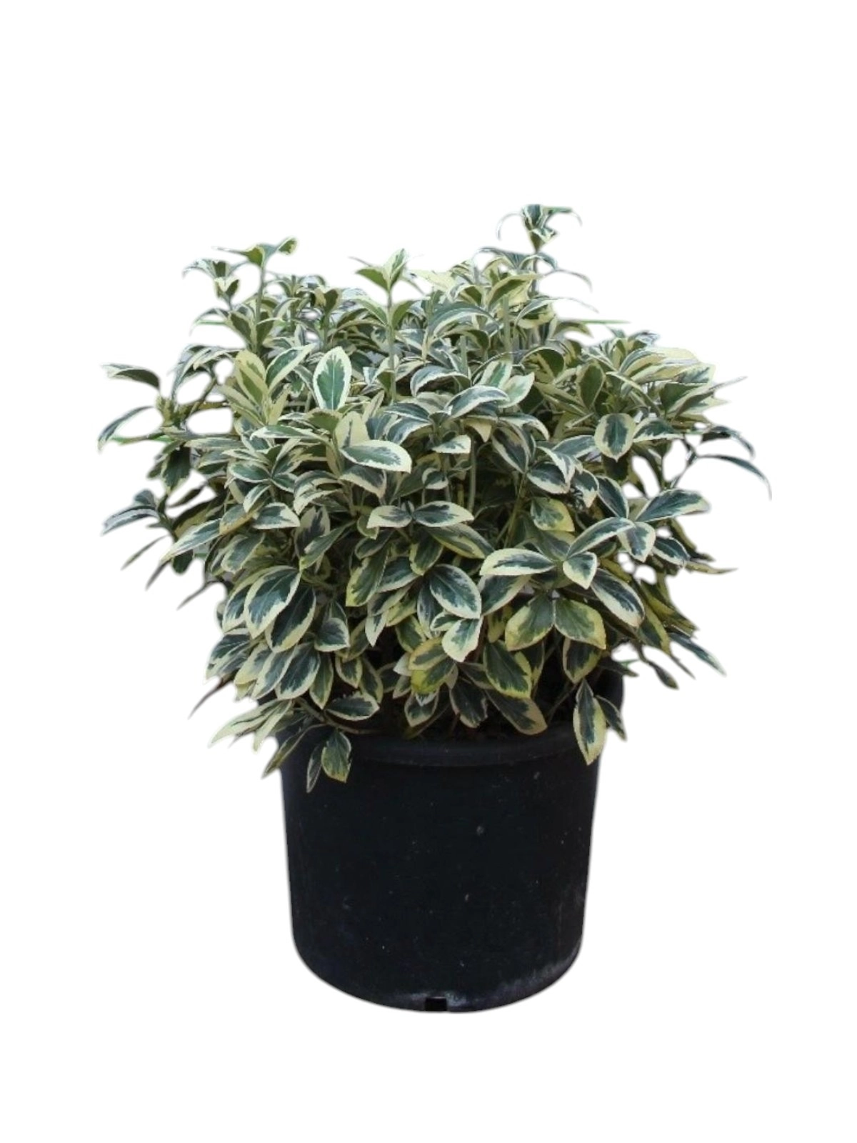 Euonymus Japonicus ‘Bravo‘