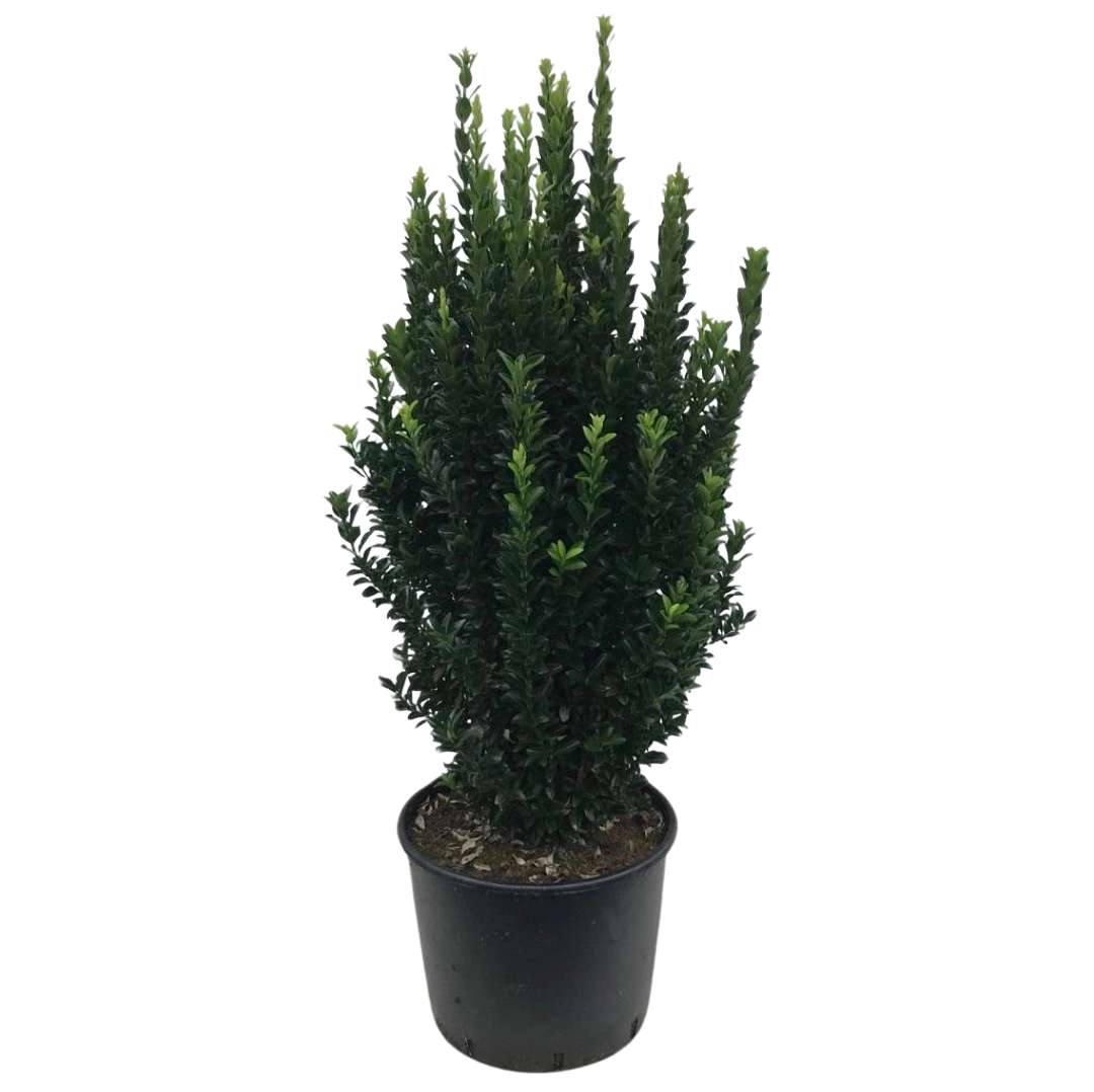 Euonymus Japonicus ‘Green Spire’