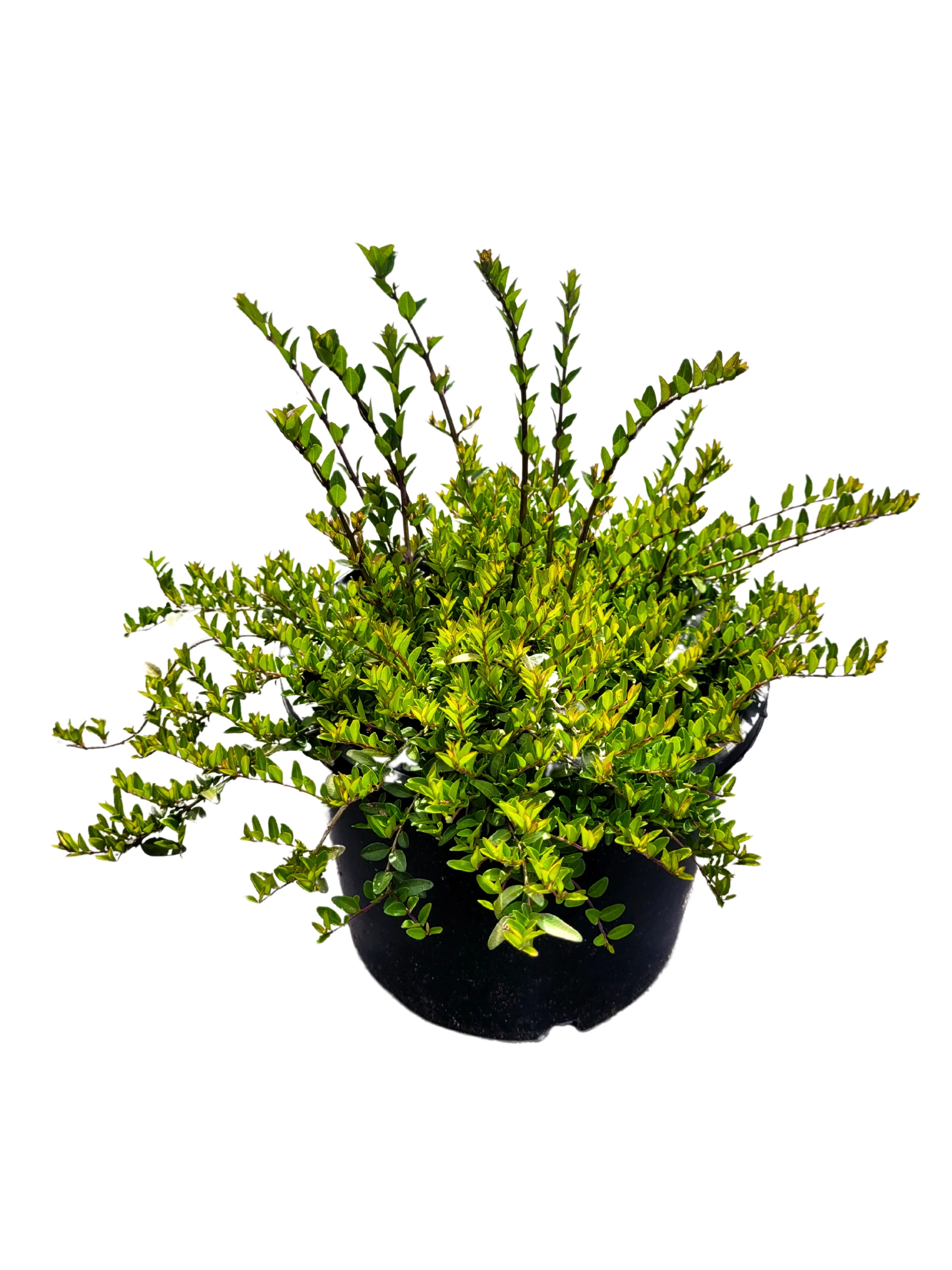 Lonicera Nitida