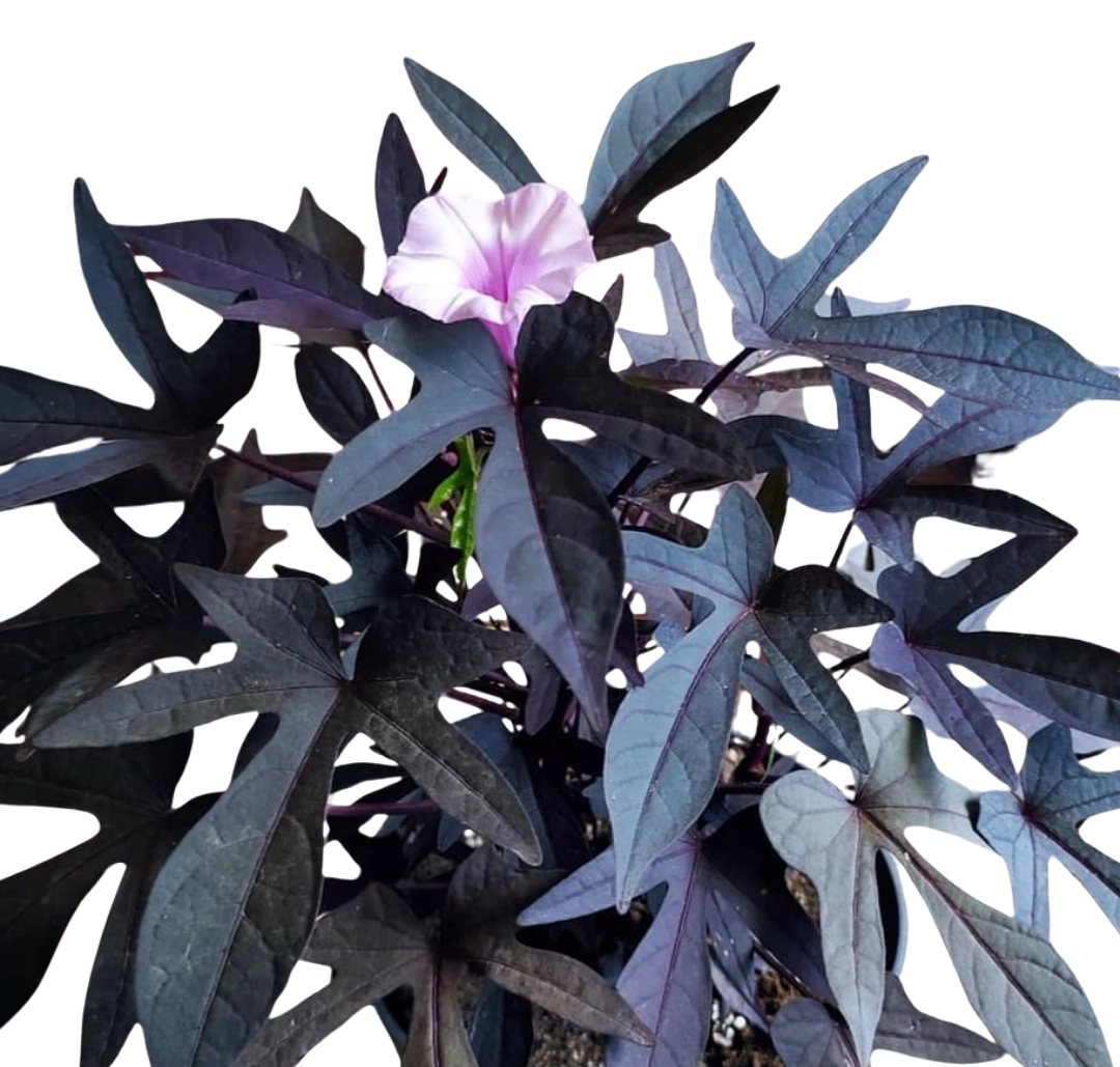 Ipomea Batatas