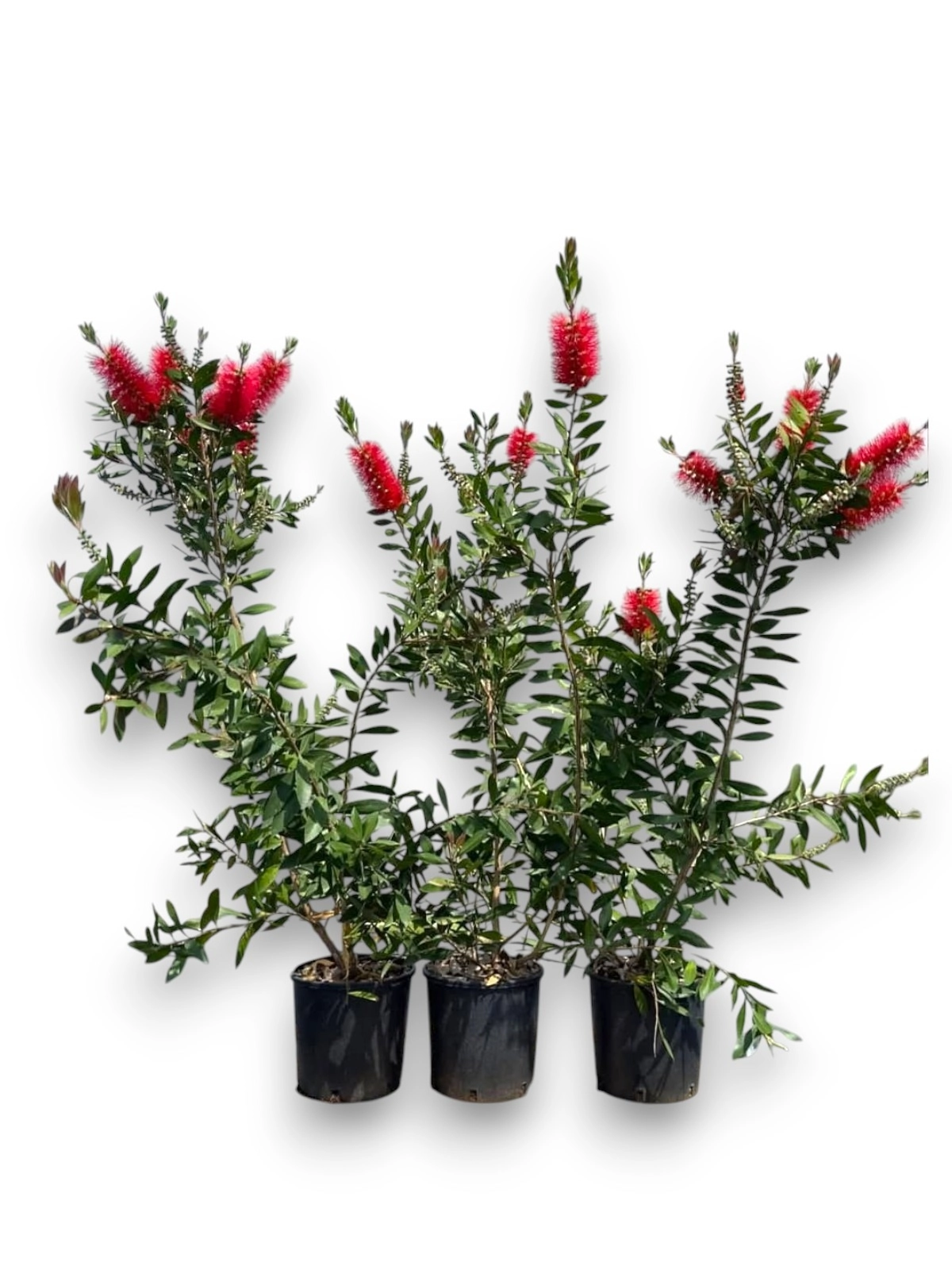 Callistemon Citrinus