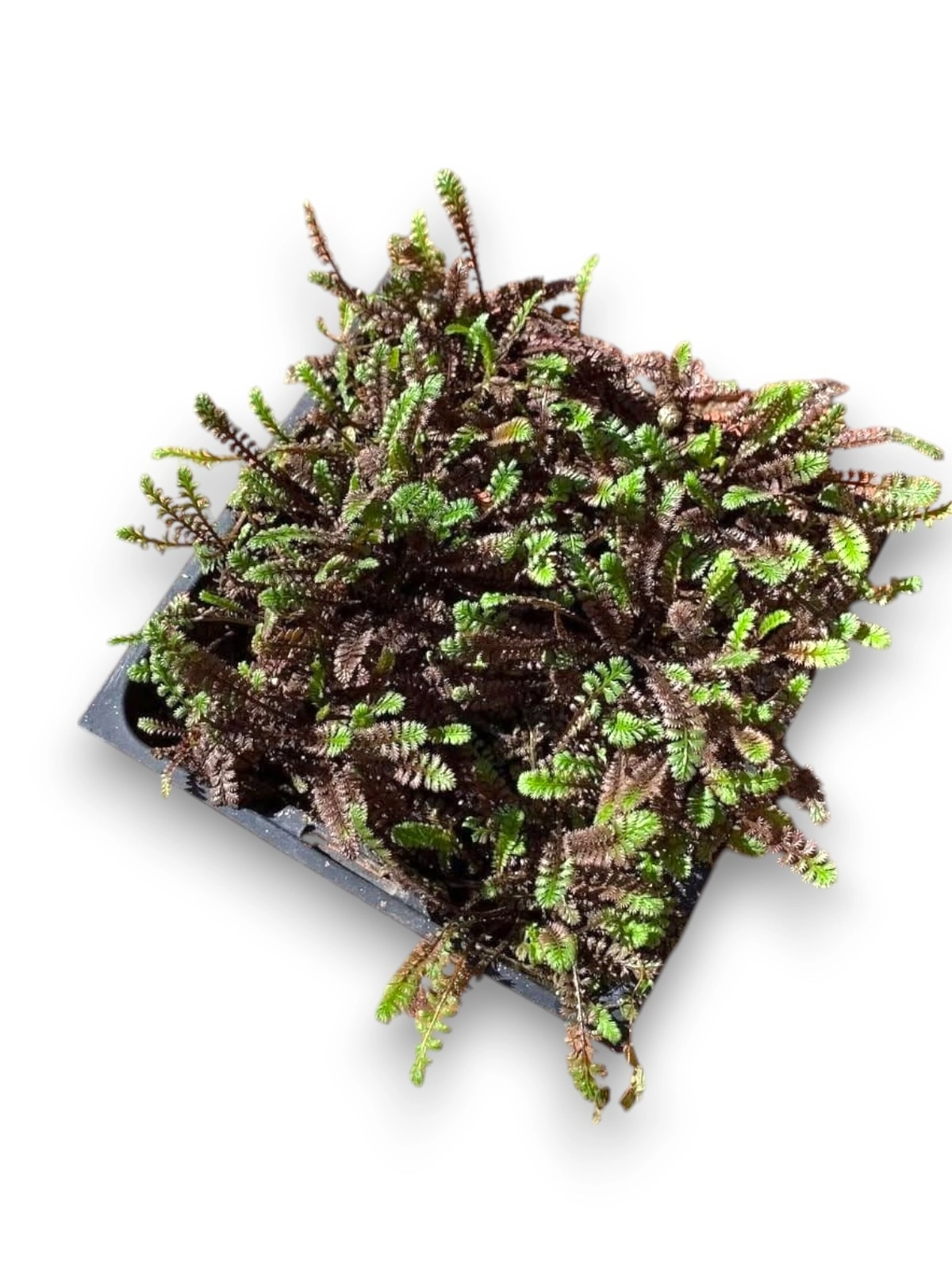 Leptinella ‘Platt’s Black’