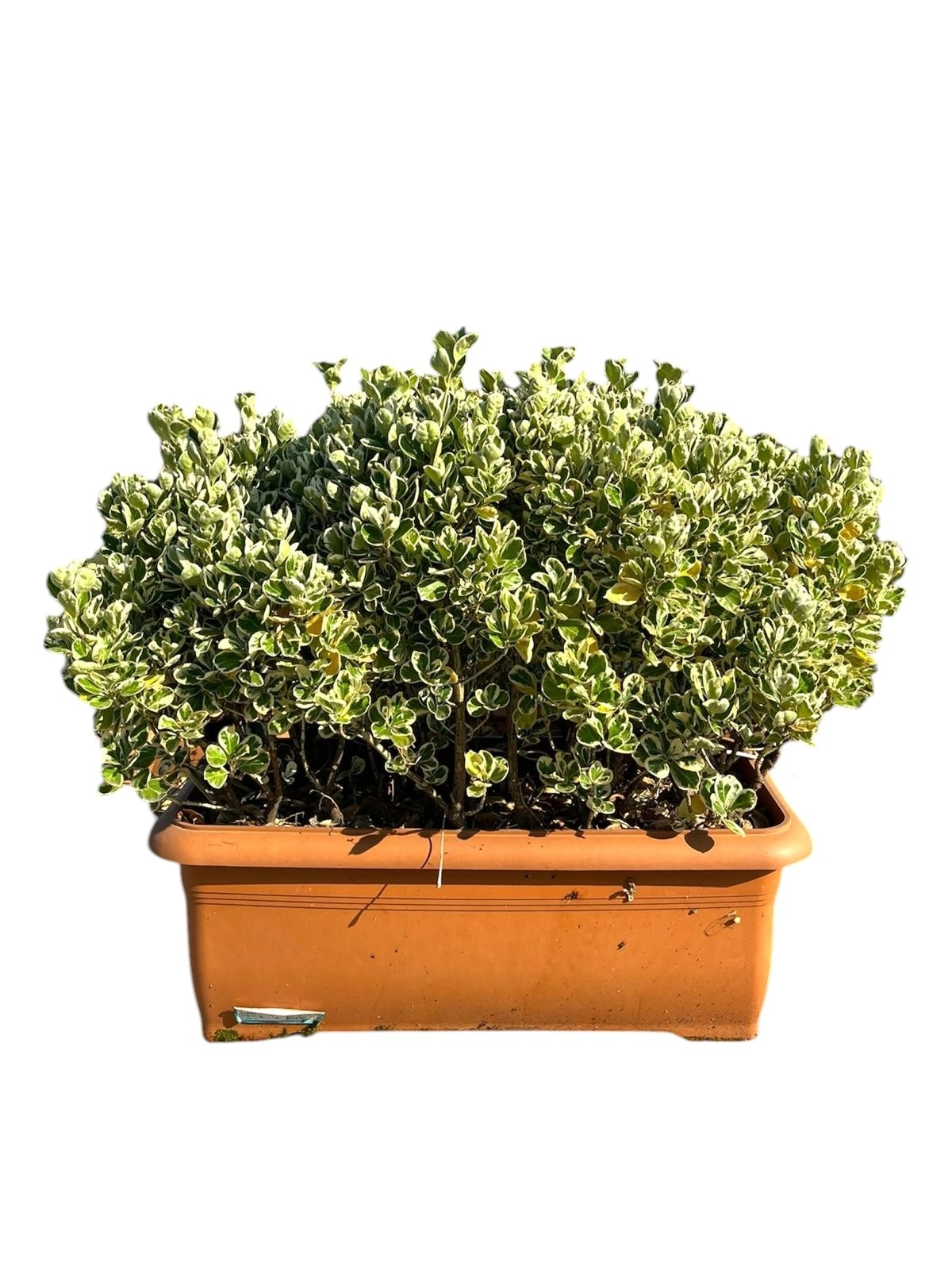 Euonymus Japonicus ‘Bravo‘ Villa