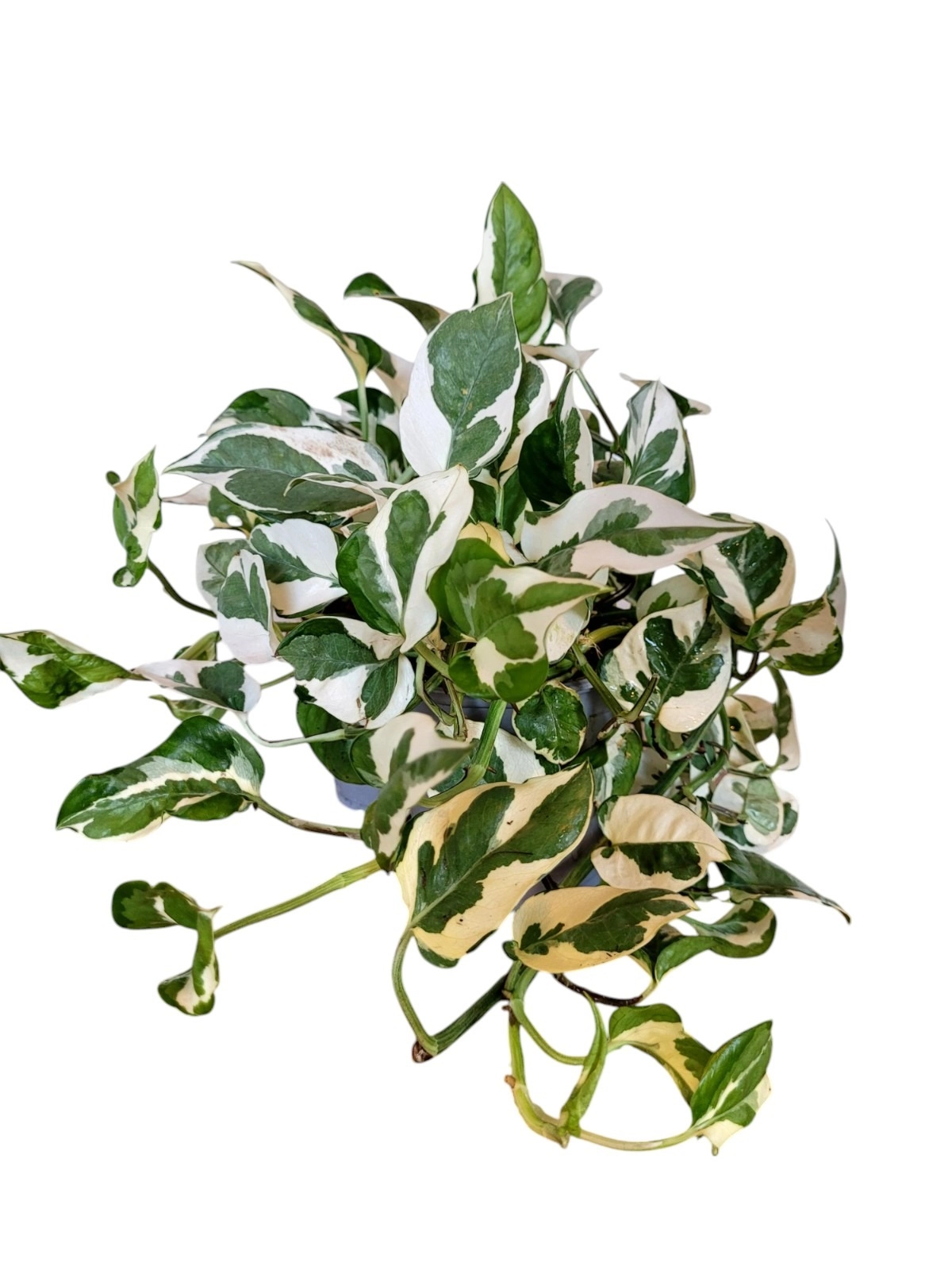 Epipremnum Aureum ‘N’Joy’ (Pothos)