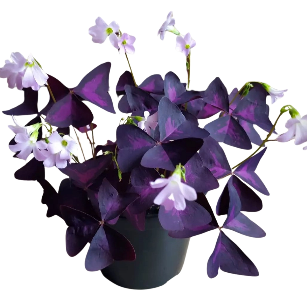 Oxalis Triangularis