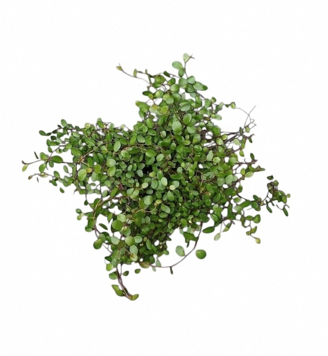 Muehlenbeckia Complexa