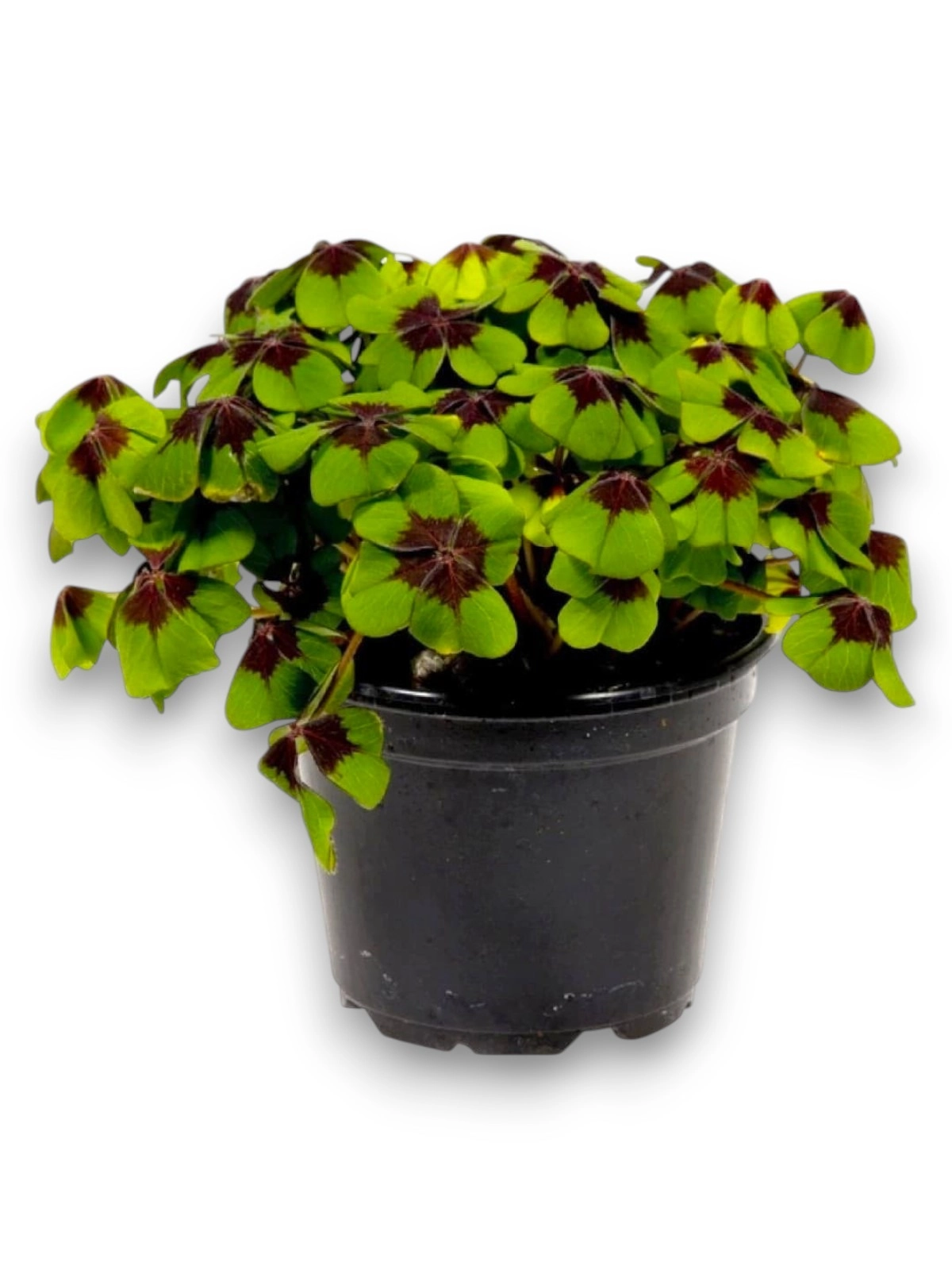 Oxalis Tetraphylla