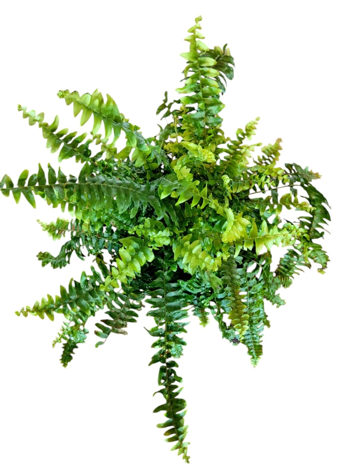 Nephrolepis Exaltata (Boston Fern)