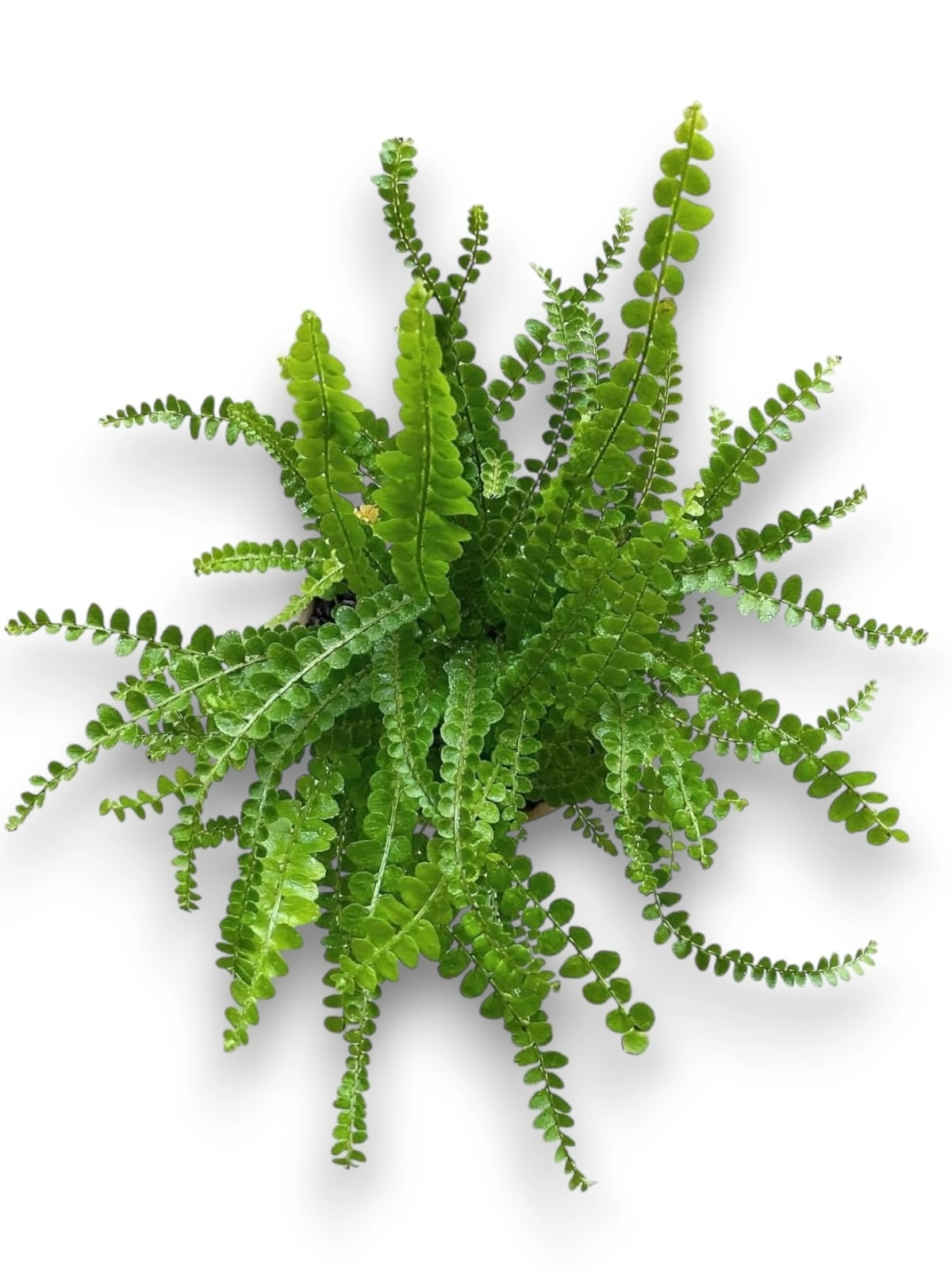 Nephrolepis Cordifolia ‘Duffii’ (Duffy Fern)