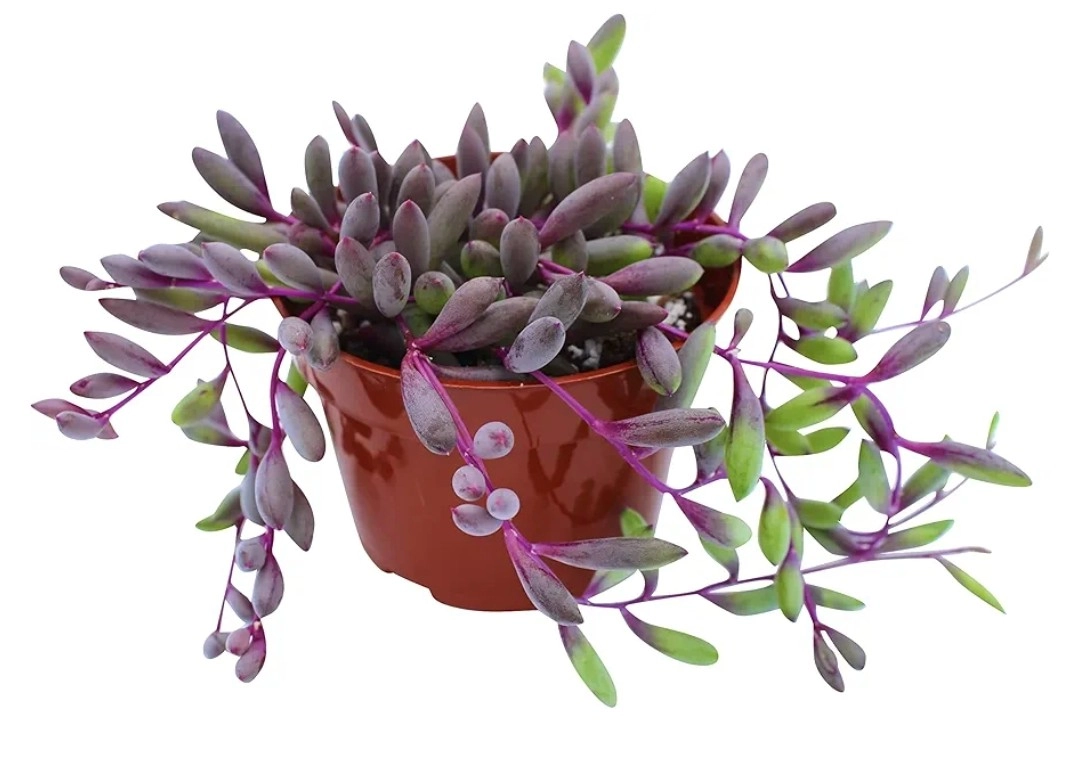 Othonna Capensis (Baby Sun Rose)