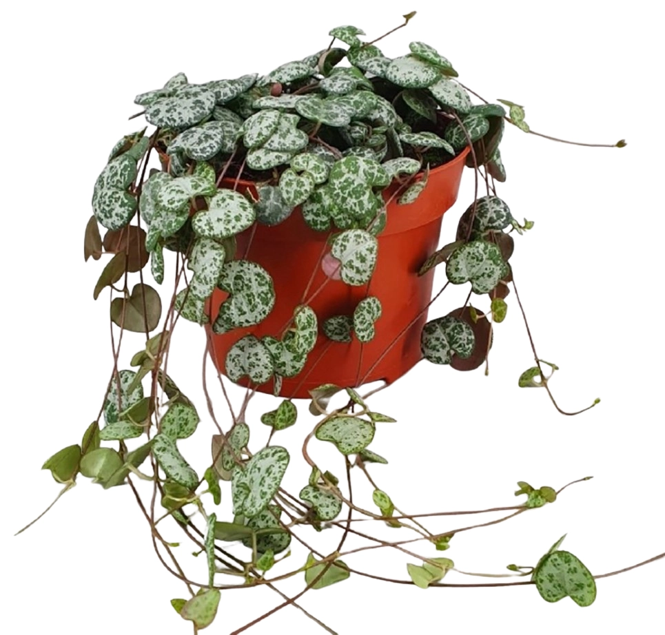 Ceropegia Woodii