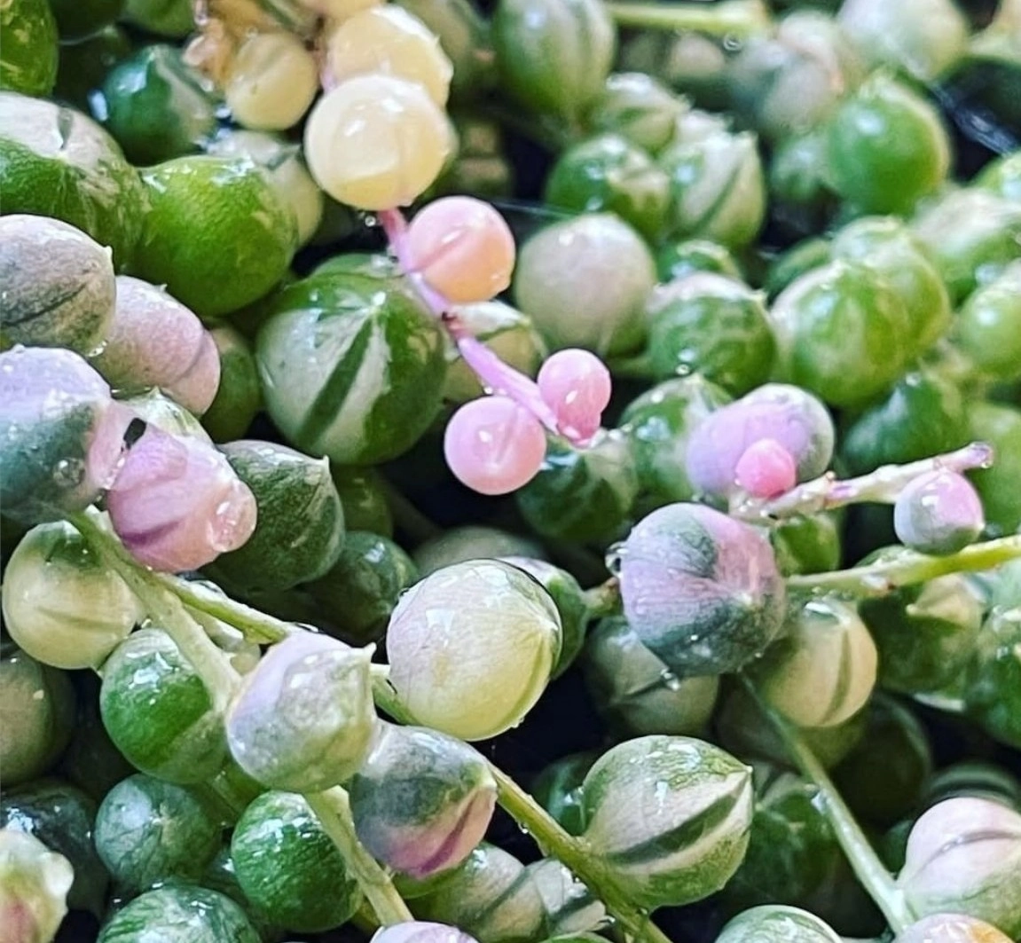 Senecio Rowleyanus (String of Pearls)