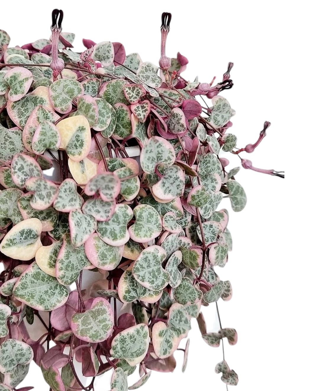 Ceropegia Woodii Variegata