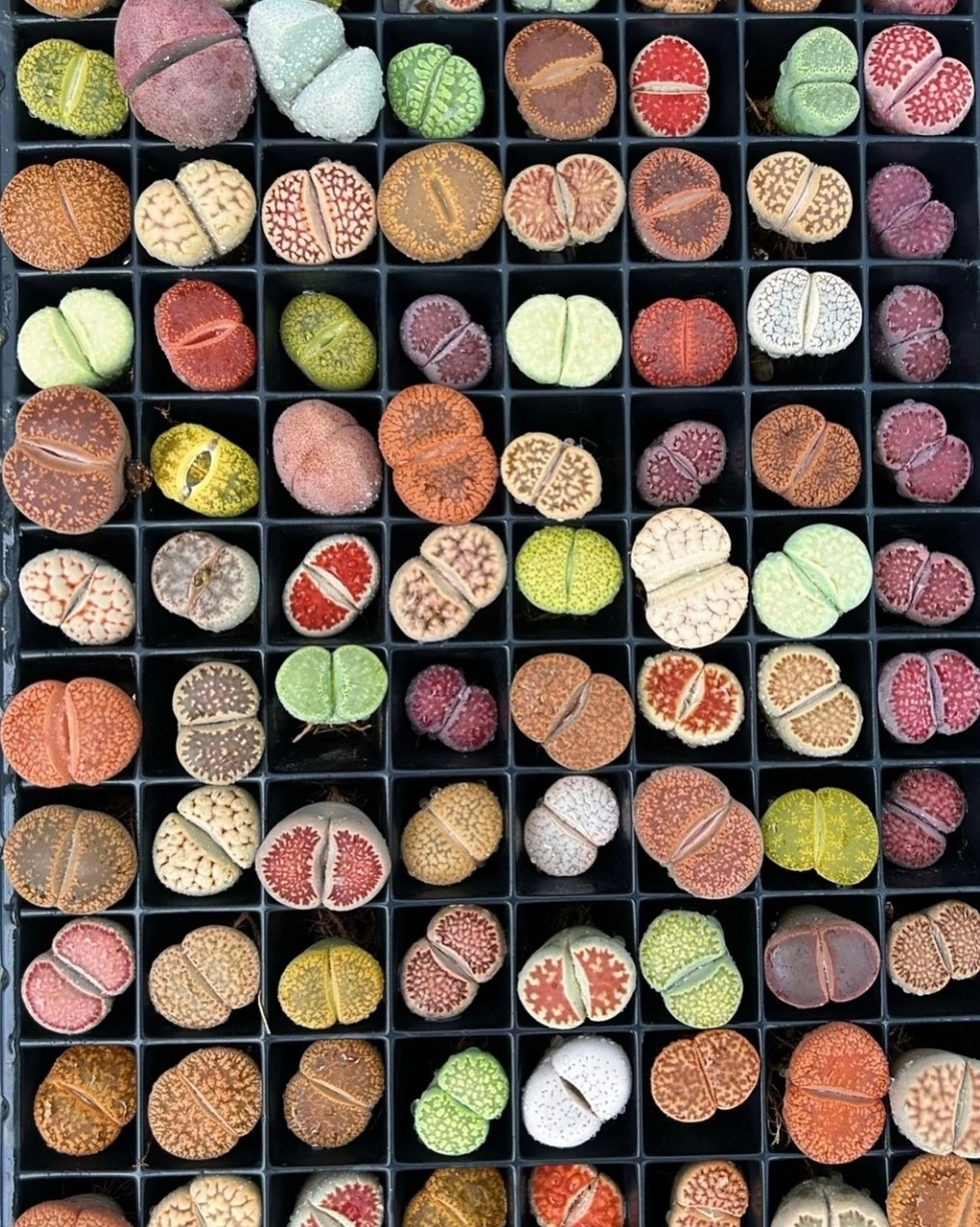 Lithops