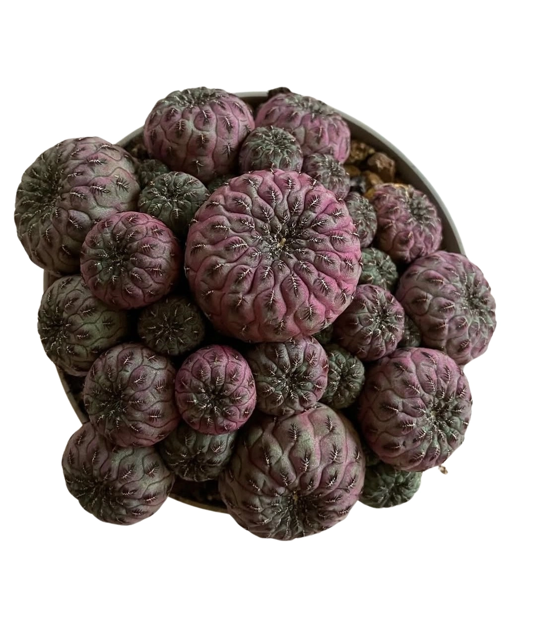 Sulcorebutia Rouschii