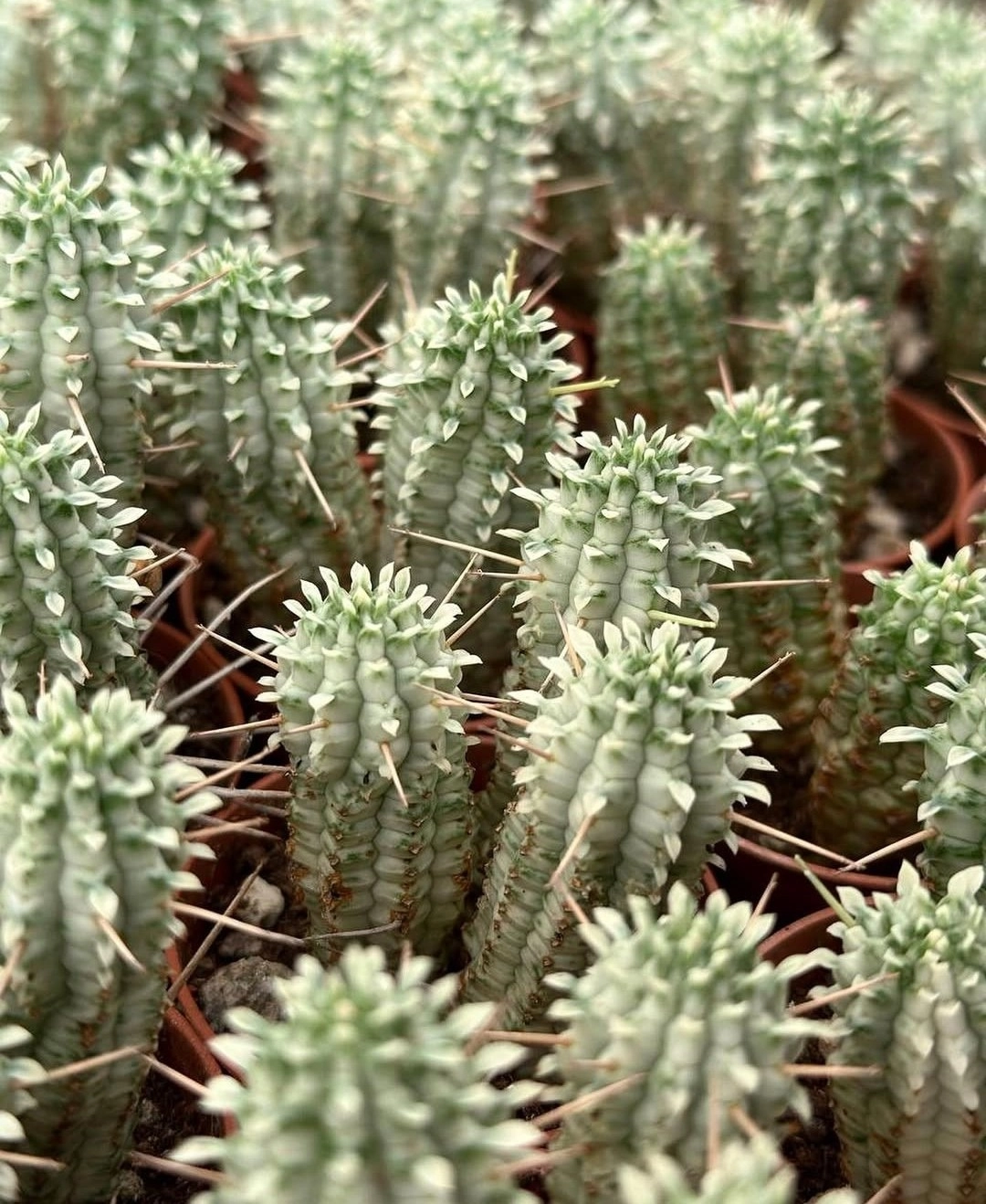 Euphorbia Mammilaris Variegata