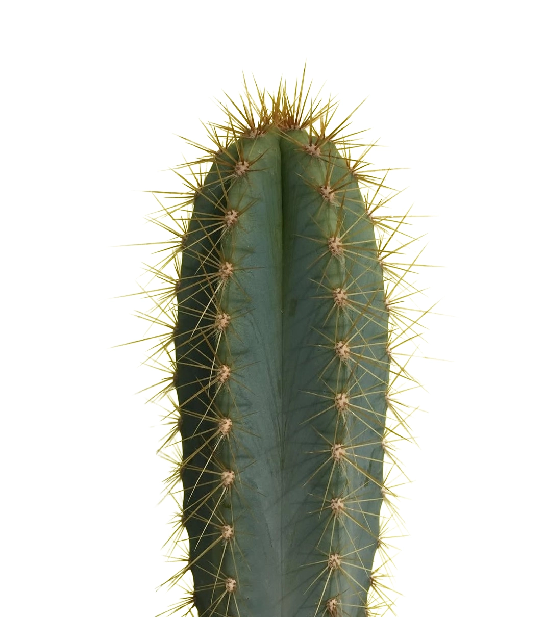 Pilasocereus Pachycladus