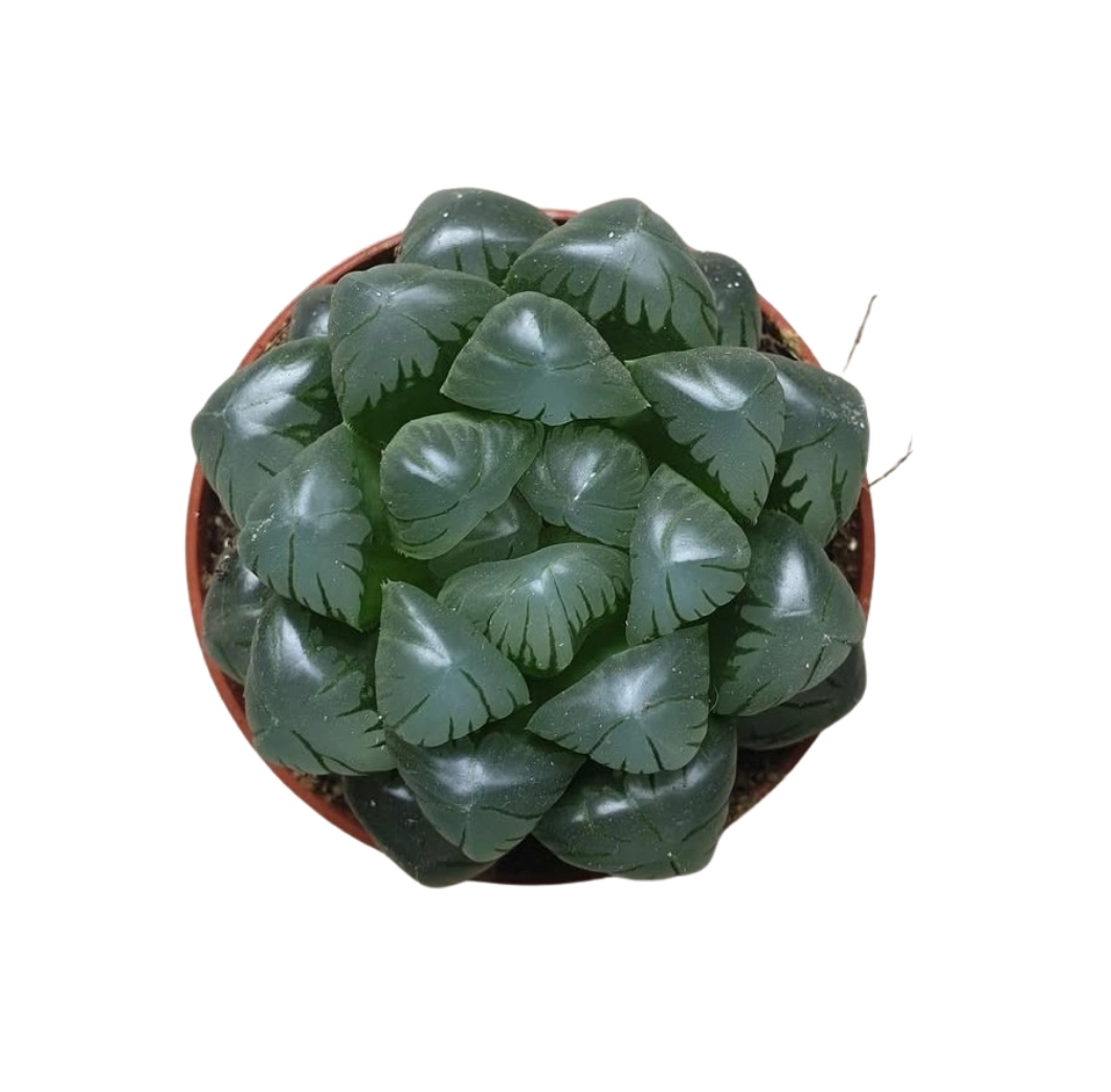 Haworthia Cooperi Var. Obtusa